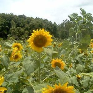 Meet your Posher, Michele